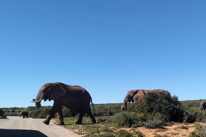 2 Days Addo Elephant and Schotia Safari from Port Elizabeth