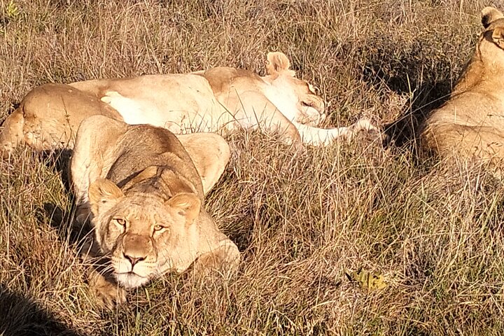 2 Days Addo Elephant and Schotia Safari from Port Elizabeth