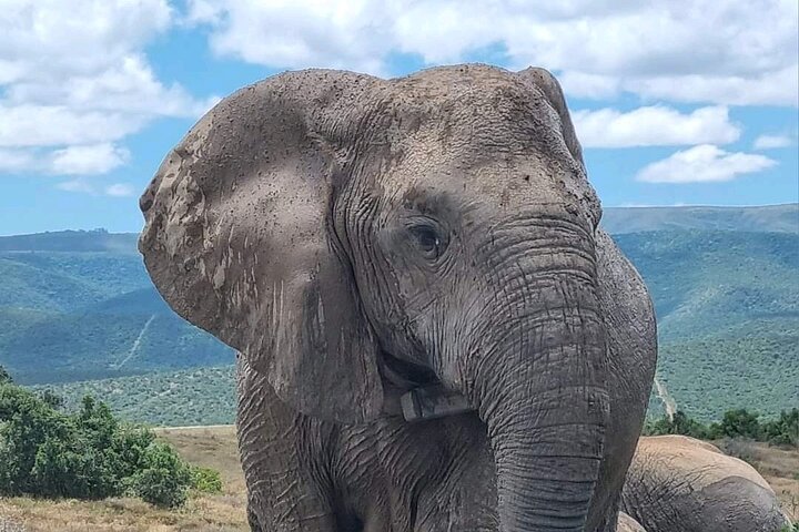 2 Days Addo Elephant and Schotia Safari from Port Elizabeth