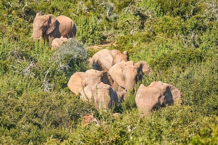 2 Days Addo Elephant and Schotia Safari from Port Elizabeth