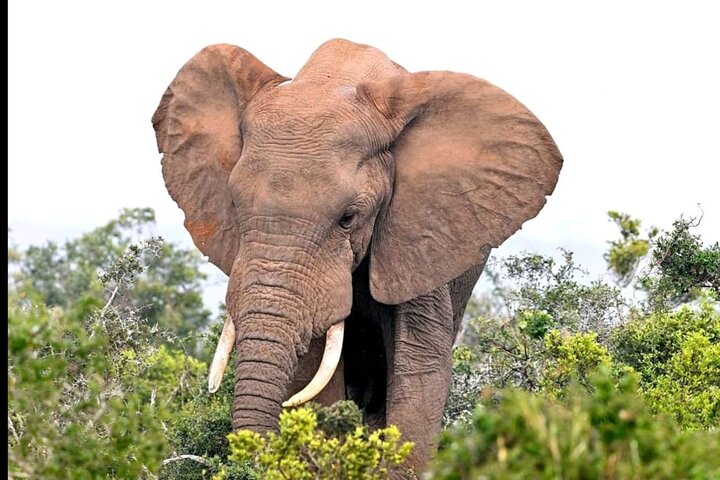2 Days Addo Elephant and Schotia Safari from Port Elizabeth