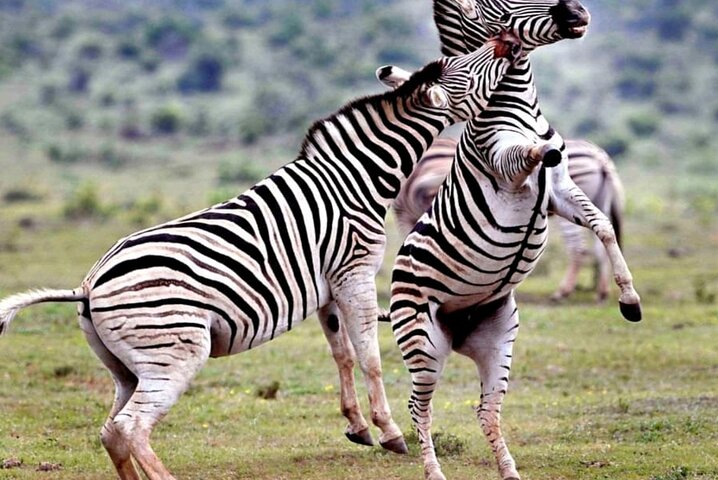 2 Days Addo Elephant and Schotia Safari from Port Elizabeth