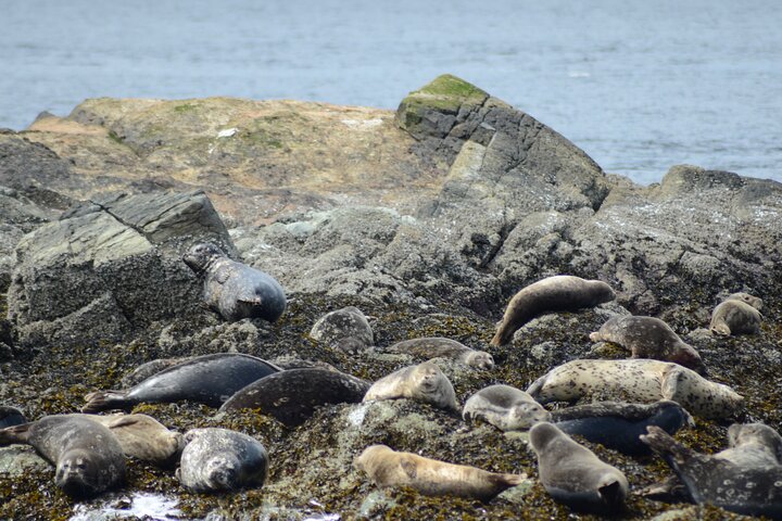 Wildlife Viewing, Sightseeing and Whale Watching Quest