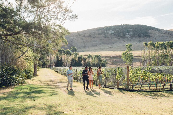 Auckland: Waiheke Island Scenic Tour 4 Vineyards, Local Guides