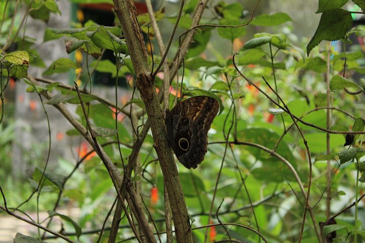 Rainforest Aerial Tram Tour in Jaco, Costa Rica