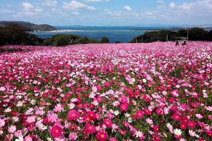 Colors of Japan, Fukuoka Nokonoshima Island Park & Wagyu BBQ