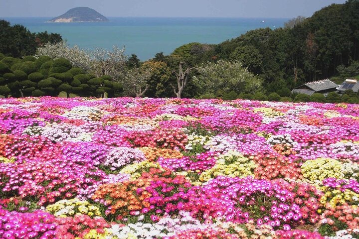 Colors of Japan, Fukuoka Nokonoshima Island Park & Wagyu BBQ