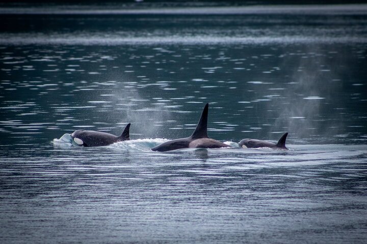 Prince William Sound 26 Glacier Cruise, Self-Drive