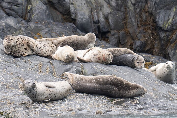 Prince William Sound 26 Glacier Cruise, Self-Drive