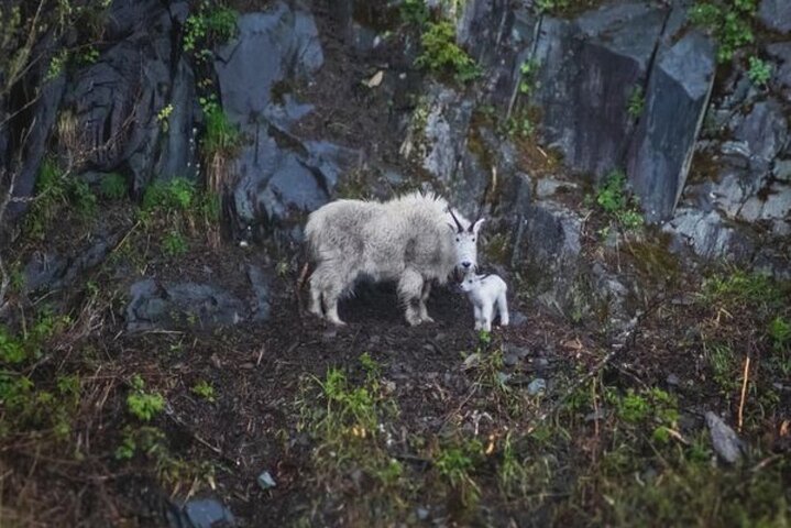Glacier Quest Cruise Self Drive