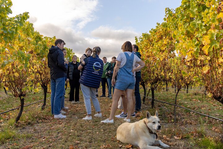 Self-Guided Biking Wine Tour (full day) in the Marlborough Region.