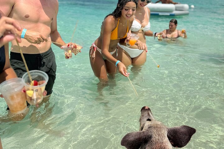 Nassau Swimming Pigs: Snorkeling, Lunch & Private Beach Club