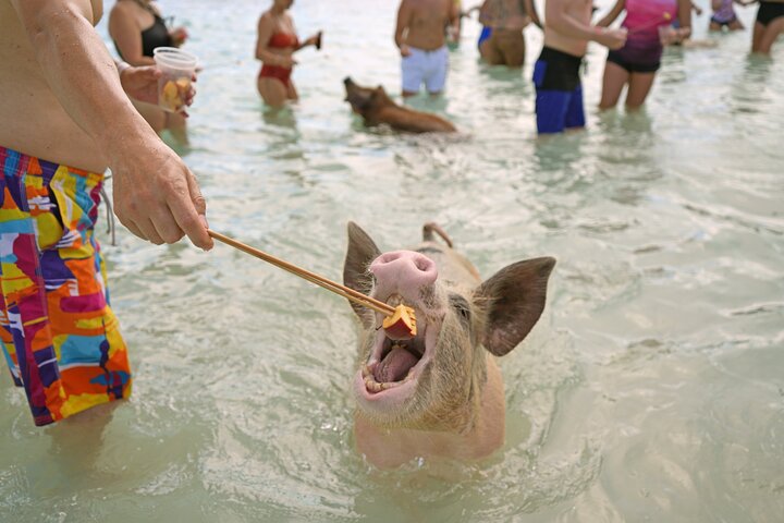 Nassau Swimming Pigs: Snorkeling, Lunch & Private Beach Club