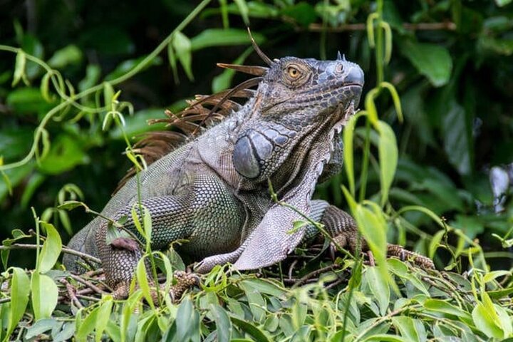 Tortuguero National Park Canal Kayaking Tour
