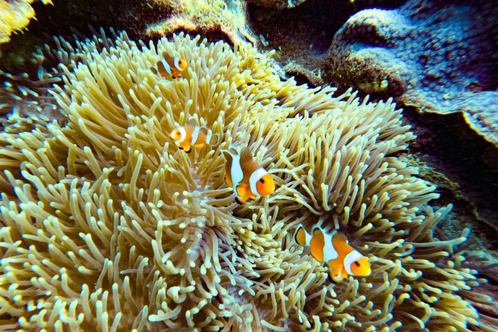 Koh Lipe 4 Islands Snorkeling and Sunset by Longtail Boat