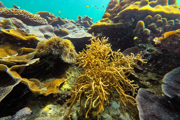 Private Koh Lipe Inner Zone Snorkeling Tour by Longtail Boat