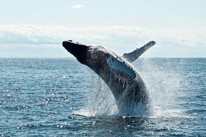 Whale Watching In Samana With Boat Tour