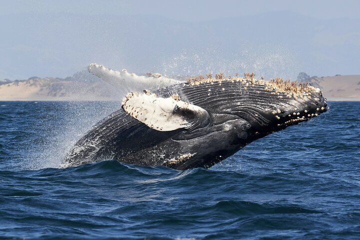 Whale Watching In Samana With Boat Tour