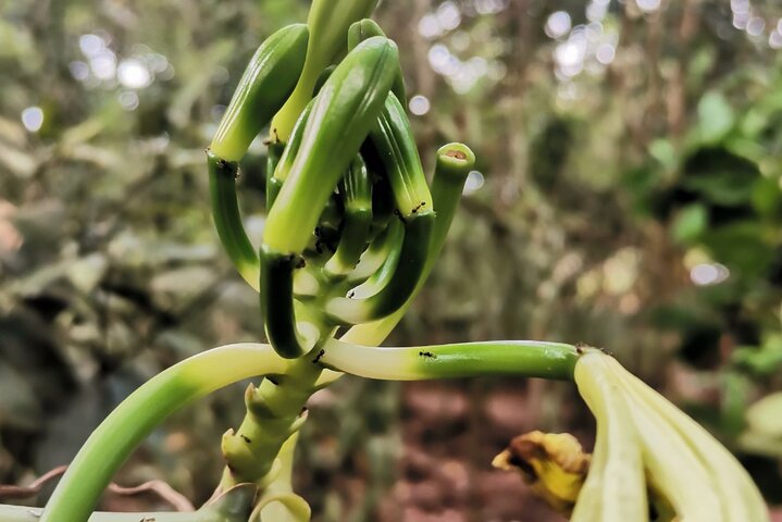 Zanzibar Stone town and Spice Farm Tour
