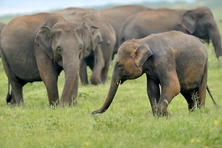 Yala National Park High-Luxury PRIVATE Tours with Entry Tickets