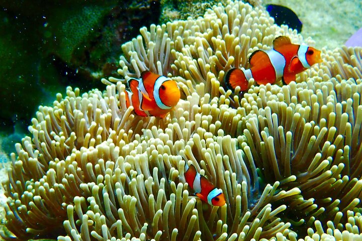 Koh Lipe 5 Islands Snorkeling Trip by Private Longtail Boat