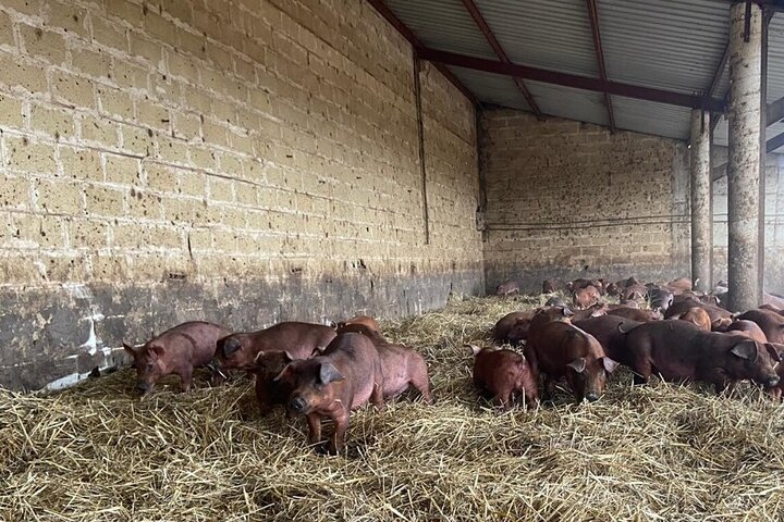 La Rioja Biosphere Organic Pig Farm and Ham and Wine Tasting