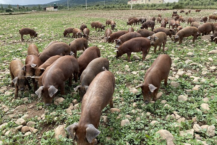La Rioja Biosphere Organic Pig Farm and Ham and Wine Tasting