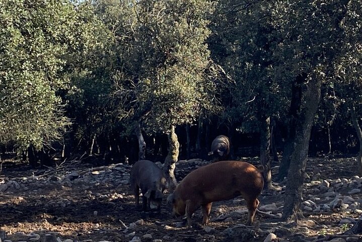 La Rioja Biosphere Organic Pig Farm and Ham and Wine Tasting