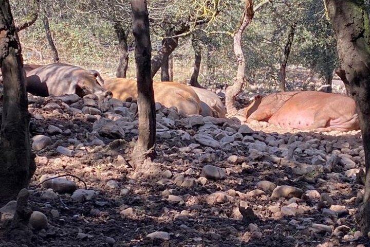 La Rioja Biosphere Organic Pig Farm and Ham and Wine Tasting
