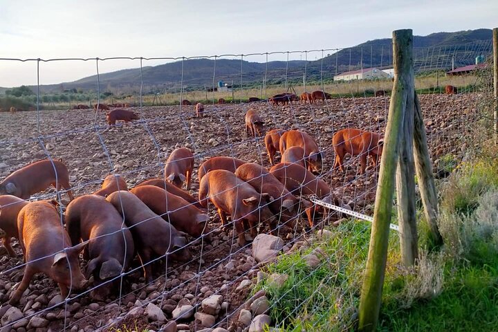 La Rioja Biosphere Organic Pig Farm and Ham and Wine Tasting