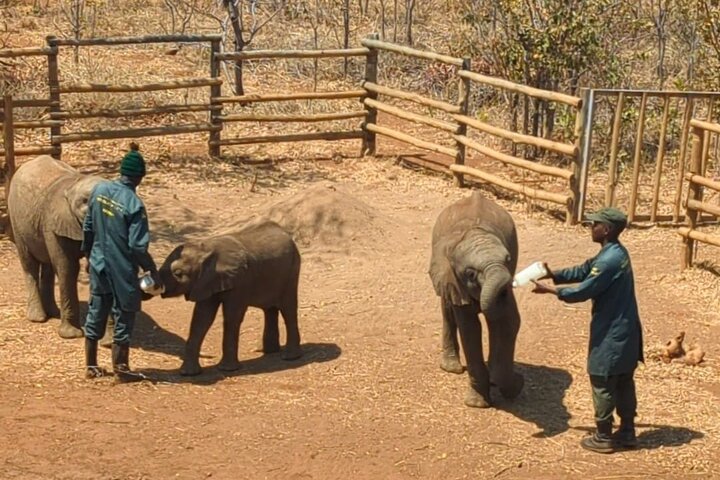 Ultimate Lusaka 8H: Culture, History & Baby Elephant Sanctuary