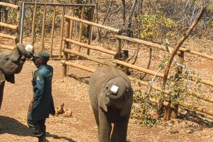 Ultimate Lusaka 8H: Culture, History & Baby Elephant Sanctuary