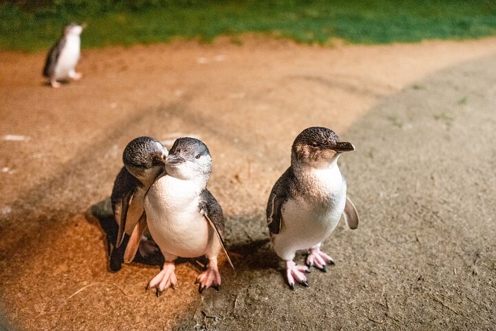 Phillip Island: Golden Hour Penguin Express Tour w/ Island Pickup