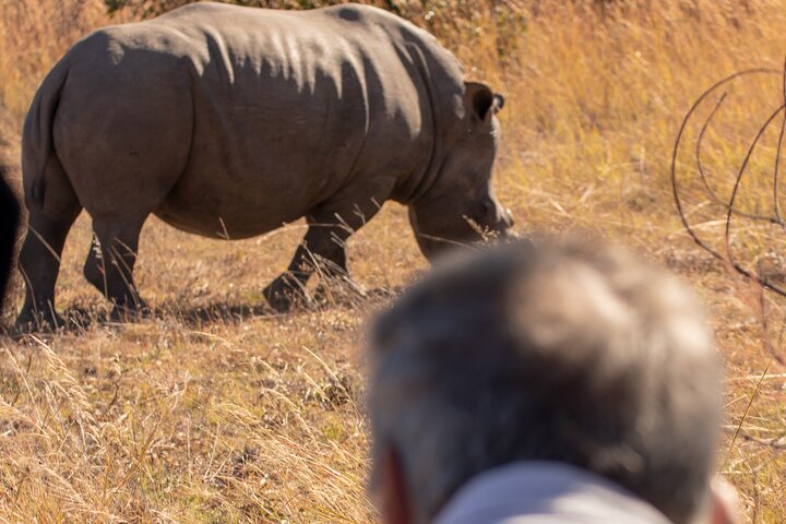 Full-Day Matobo Rhino Tracking & Rock Art from Bulawayo