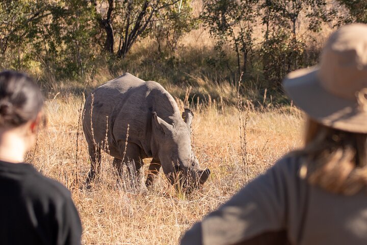 Full-Day Matobo Rhino Tracking & Rock Art from Bulawayo