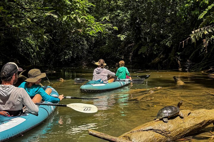 The Sloth and Kayak Tour - Ethical wildlife encounters