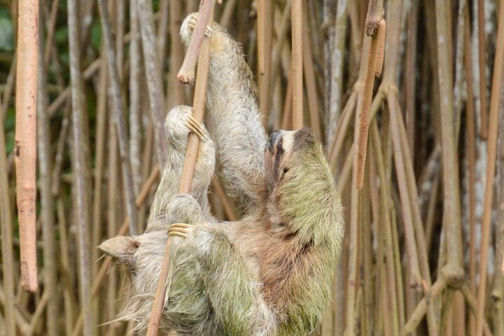 The Sloth and Kayak Tour - Ethical wildlife encounters