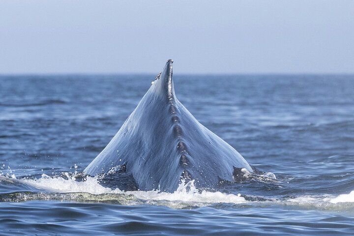 Whale Watching In Samana With Boat Tour