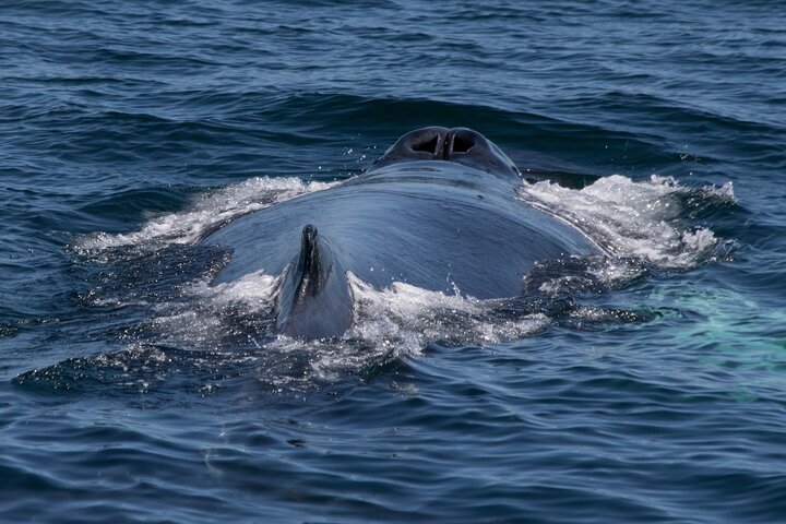 Whale Watching In Samana With Boat Tour