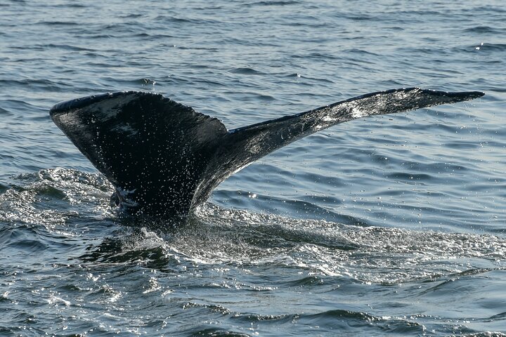 Whale Watching In Samana With Boat Tour