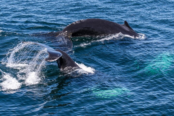 Whale Watching In Samana With Boat Tour