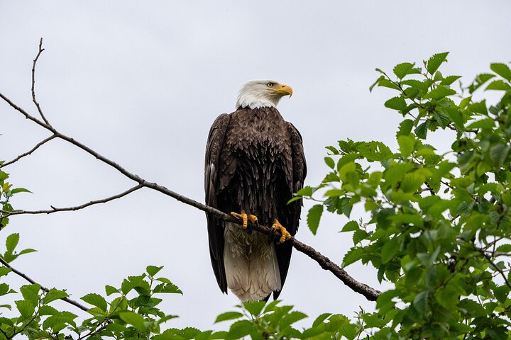 Sitka Historical Highlight Tour