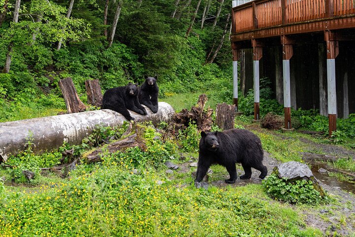 Sitka Historical Highlight Tour