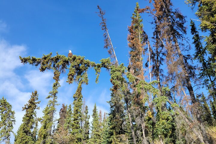 Yukon River Boat Tour Through Miles Canyon