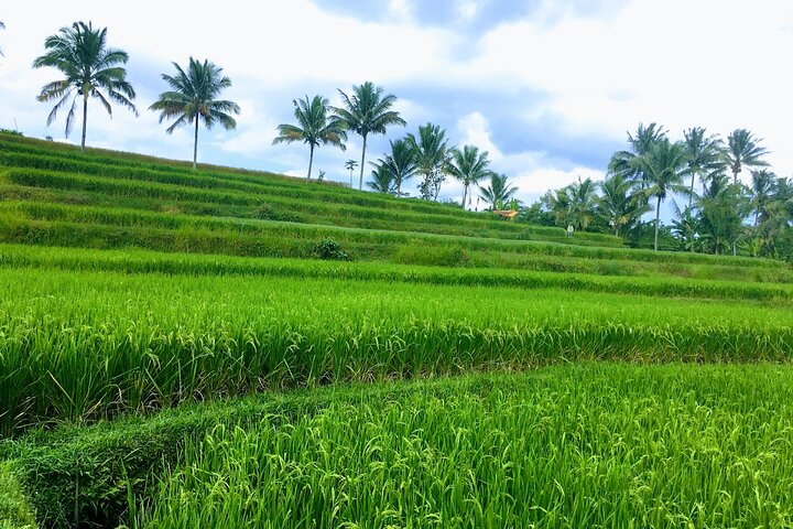 Lombok: Benang Stokel and Kelambu Waterfall Adventure Tour