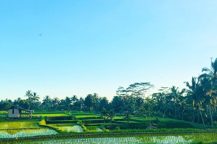 Lombok: Benang Stokel and Kelambu Waterfall Adventure Tour