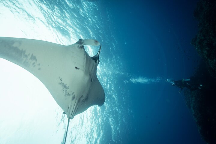 Diving tour in Isla del Caño for certified divers