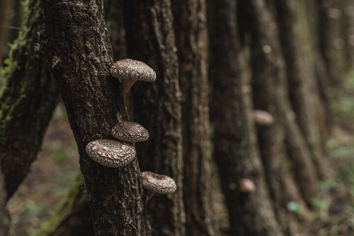 Oita: Shiitake Mushroom Farm Tour & Tasting