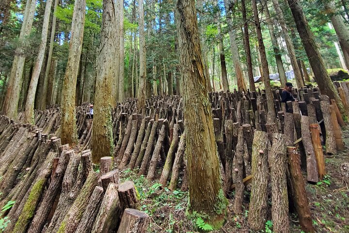Oita: Shiitake Mushroom Farm Tour & Tasting