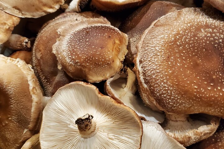 Oita: Shiitake Mushroom Farm Tour & Tasting